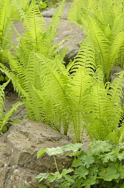 520046 - Ostrich fern (Matteuccia struthiopteris)