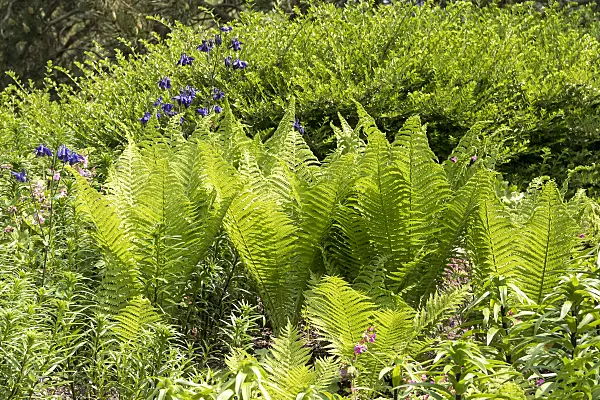 638167 - Ostrich fern (Matteuccia struthiopteris)