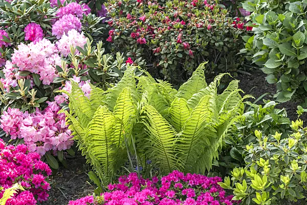 638166 - Ostrich fern (Matteuccia struthiopteris) and rhododendrons (Rhododendron)
