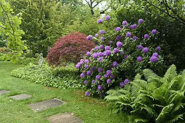 556154 - Ostrich fern (Matteuccia struthiopteris), rhododendron (Rhododendron) and Japanese maple (Acer palmatum 'Dissectum Garnet')