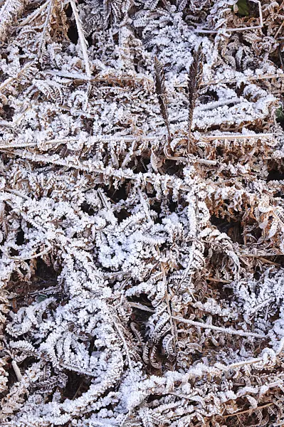 467089 - Ostrich fern (Matteuccia struthiopteris) with hoar frost
