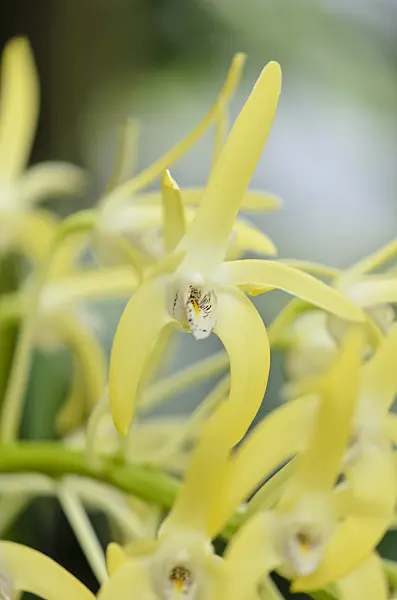 529156 - Outstanding dendrobium (Dendrobium speciosum var. grandiflorum)