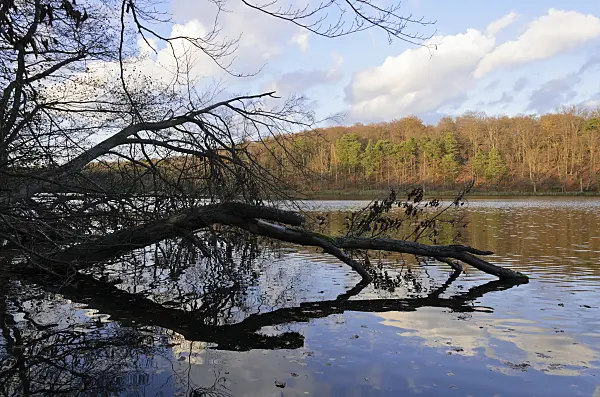 525453 - Overthrown tree in the Hellsee, Biesenthaler Becken Nature Reserve, Brandenburg, Germany