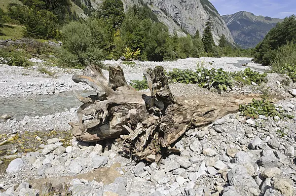 536076 - Overturned tree, Rißbachtal, Alpenpark Karwendel, Austria