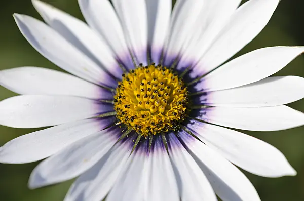 534299 - Ox-eye daisy (Dimorphotheca pluvialis)
