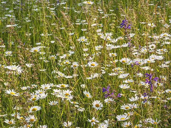 414021 - Oxeye daisy (Leucanthemum vulgare)