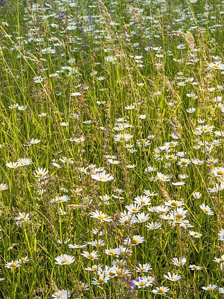 414022 - Oxeye daisy (Leucanthemum vulgare)
