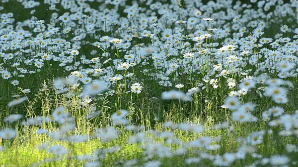 496367 - Oxeye daisy (Leucanthemum vulgare)