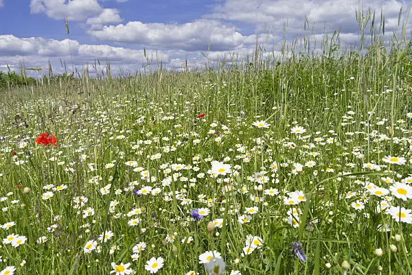 534233 - Oxeye daisy (Leucanthemum vulgare)
