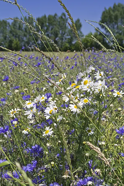 546004 - Oxeye daisy (Leucanthemum vulgare) and cornflower (Centaurea cyanus)