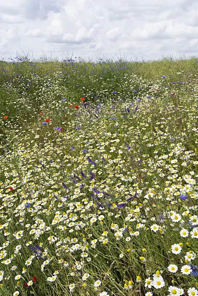 534247 - Oxeye daisy (Leucanthemum vulgare), tufted vetch (Vicia cracca) and cornflower (Centaurea cyanus)