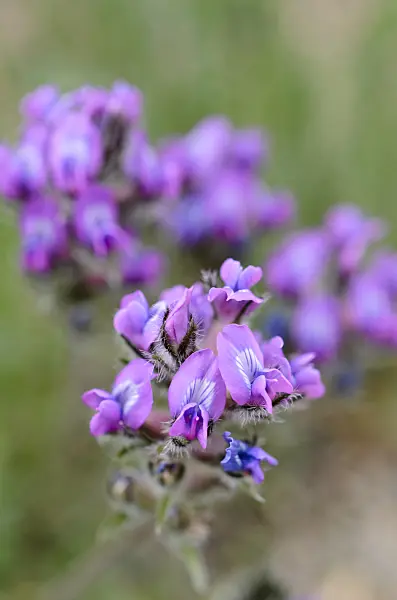 508343 - Oxytropis viscida