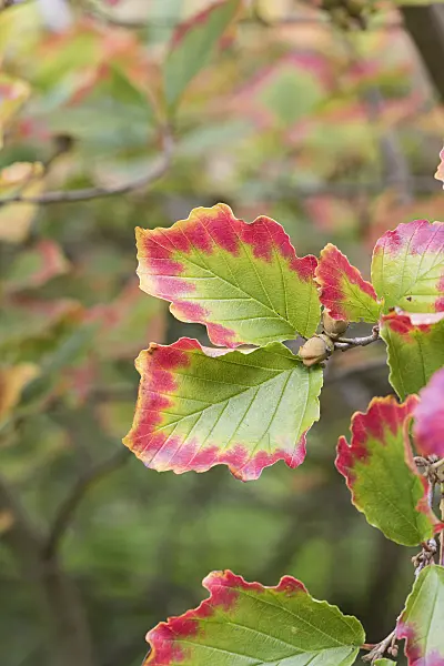 616222 - Ozark witch hazel (Hamamelis vernalis)