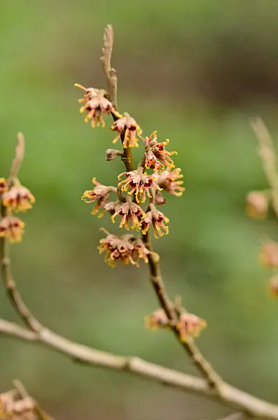 553037 - Ozark witch hazel (Hamamelis vernalis 'Quasimodo')