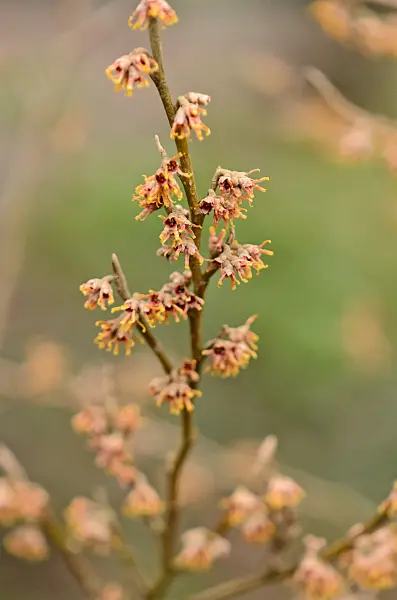 553038 - Ozark witch hazel (Hamamelis vernalis 'Quasimodo')