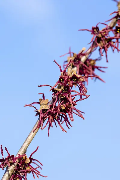 593090 - Ozark witch hazel (Hamamelis vernalis 'Washington Park')
