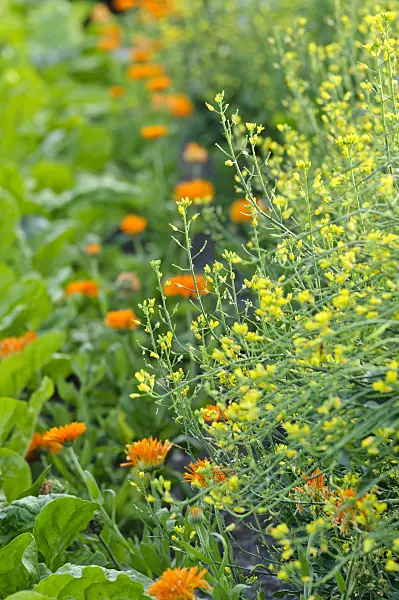474505 - Pac choi (Brassica rapa subsp. chinensis) and pot marigold (Calendula officinalis)