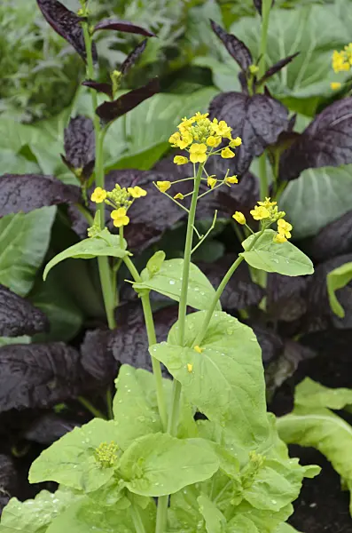508147 - Pac choi (Brassica rapa subsp. narinosa)