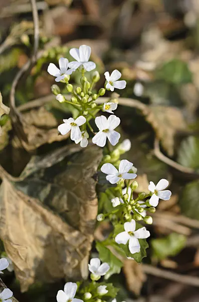 494053 - Pachyphragma macrophylla