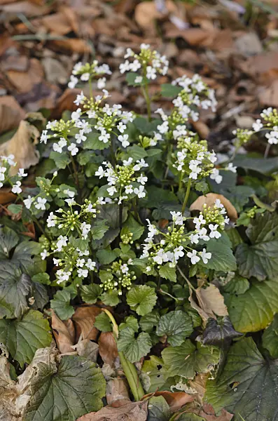 530017 - Pachyphragma macrophylla