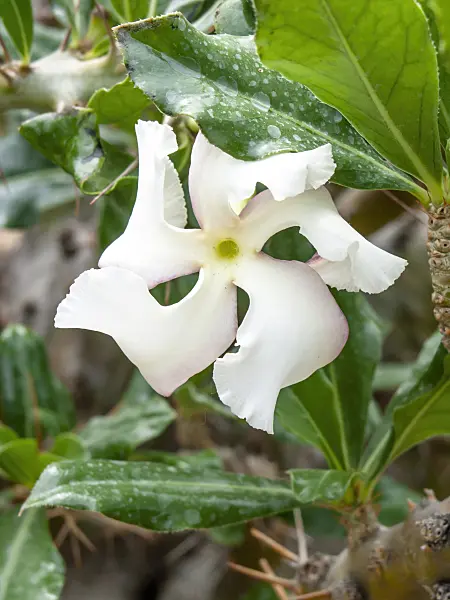 426077 - Pachypodium saundersii