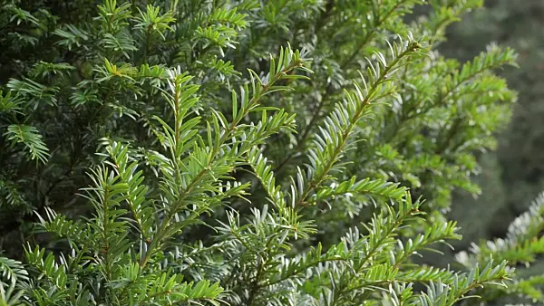 493039 - Pacific yew (Taxus brevifolia)