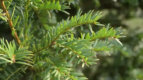 493040 - Pacific yew (Taxus brevifolia)