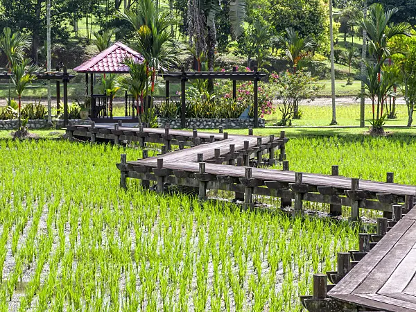 434338 - Paddy field, Taman Pertanian, Shah Alam, Malaysia