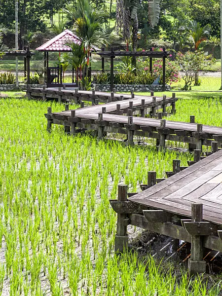 434339 - Paddy field, Taman Pertanian, Shah Alam, Malaysia