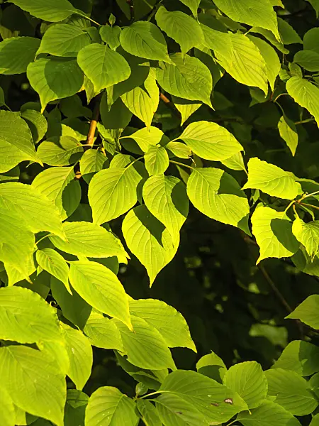 429117 - Pagoda dogwood (Cornus alternifolia)