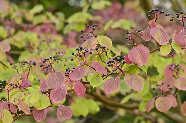523143 - Pagoda dogwood (Cornus alternifolia)