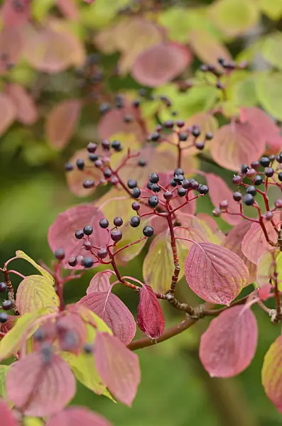 523144 - Pagoda dogwood (Cornus alternifolia)