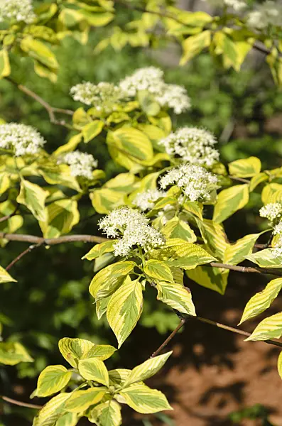 508195 - Pagoda dogwood (Cornus alternifolia 'Golden Shadows')