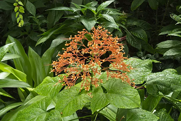 608121 - Pagoda flower (Clerodendrum paniculatum)