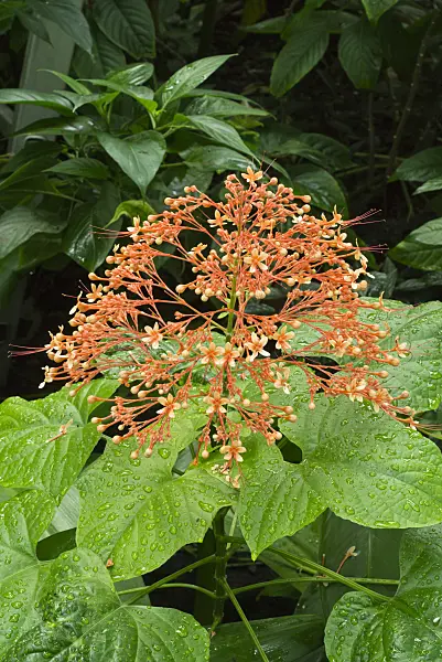 608122 - Pagoda flower (Clerodendrum paniculatum)
