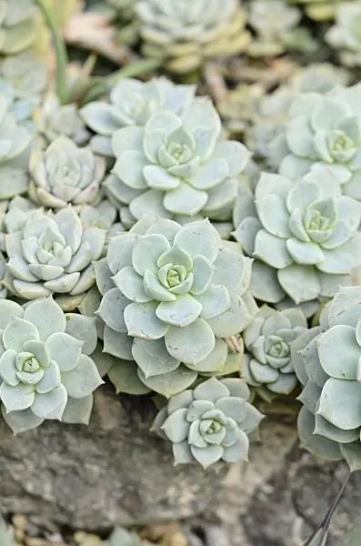 525416 - Painted lady (Echeveria derenbergii)