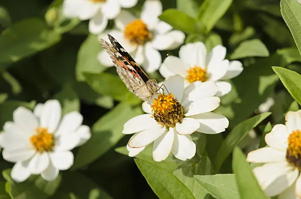 523013 - Painted lady (Vanessa cardui) and narrowleaf zinnia (Zinnia angustifolia)