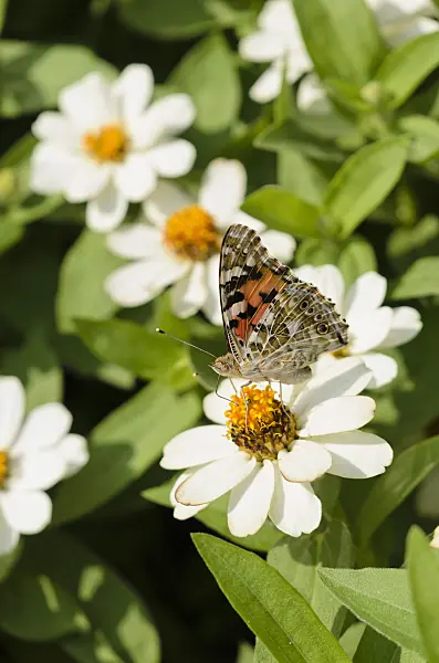 523014 - Painted lady (Vanessa cardui) and narrowleaf zinnia (Zinnia angustifolia)