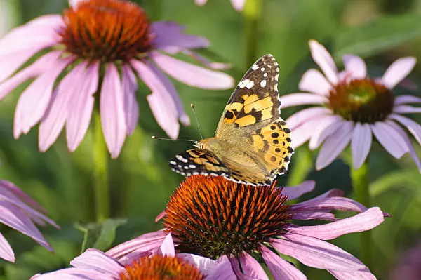 474379 - Painted lady (Vanessa cardui) and purple cone flower (Echinacea purpurea)