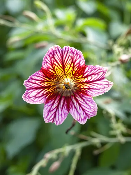 441045 - Painted tongue (Salpiglossis sinuata)