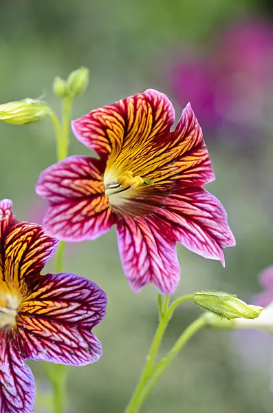 522088 - Painted tongue (Salpiglossis sinuata)