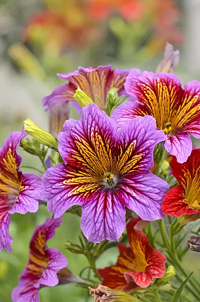 533514 - Painted tongue (Salpiglossis sinuata 'Royale Mixed')
