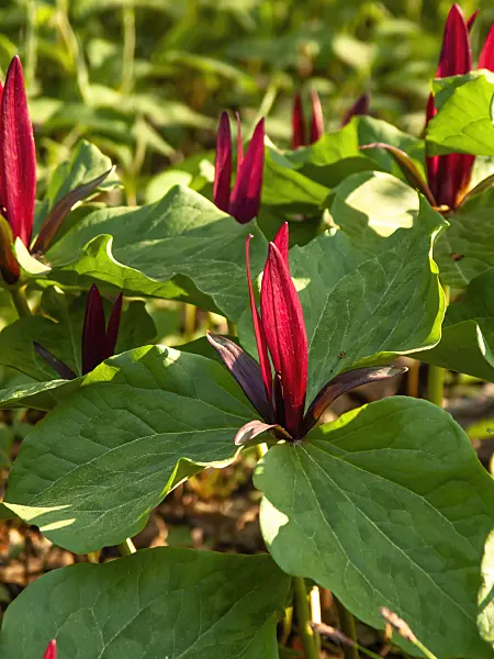 437171 - Painted trillium (Trillium undulatum)