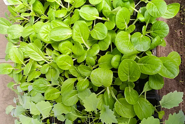 672063 - Pak Choi (Brassica rapa subsp. chinensis)