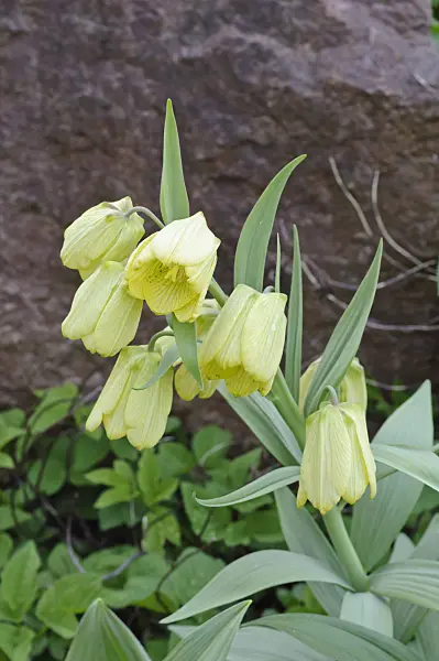 471248 - Pale-flowered fritillary (Fritillaria pallidiflora)