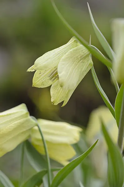 519193 - Pale-flowered fritillary (Fritillaria pallidiflora)