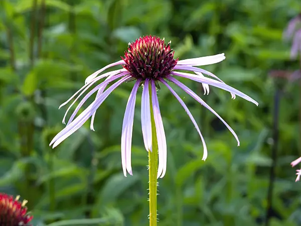 461171 - Pale purple cone flower (Echinacea pallida)