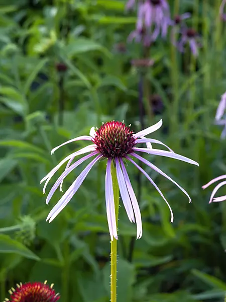 461172 - Pale purple cone flower (Echinacea pallida)