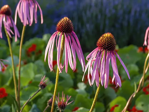 461173 - Pale purple cone flower (Echinacea pallida)