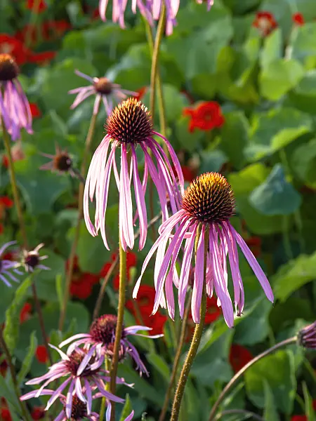461174 - Pale purple cone flower (Echinacea pallida)